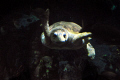   Midnight Turtle Smile  